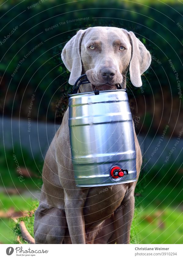 Weimaraner Jagdhund apportiert Bierfass Hund apportieren bringen tragen halten Vorstehhund grau kurzhaarig edel lustig Fest mannscharf wildscharf Arbeitshund