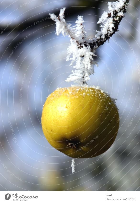 Der letzte Apfel Raureif kalt Winter gefroren grün Eiskristall Baum Apfelbaum Streuobstwiese Wiese Natur Kristallstrukturen Frost Schnee Frucht