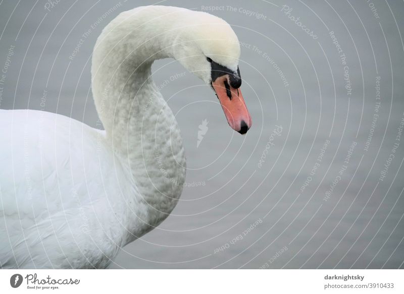 Weiß gefiederter erwachsener Schwan in Form eines Portraits (Cygnus olor) mit gesenktem Haupt Wegsehen Tierporträt Morgen Textfreiraum rechts Außenaufnahme