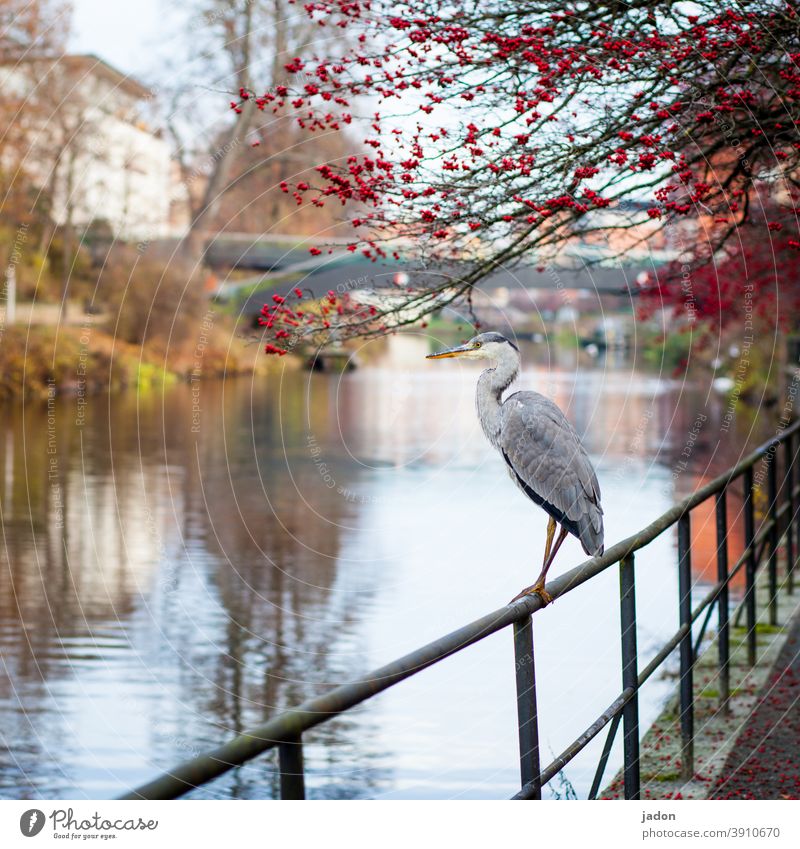 herr reiher, stand by. Vogel Reiher Graureiher Tier 1 Außenaufnahme Menschenleer Wildtier Tierporträt Natur tierisch elegant natürlich Umwelt stehen Wasser