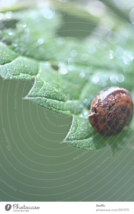 junge Schnecke auf einem zackigen Blatt zu Hause zu Hause bleiben zu hause sein Schneckenhaus Domizil Jungtier sicher zu Hause sicher bleiben kugelrund