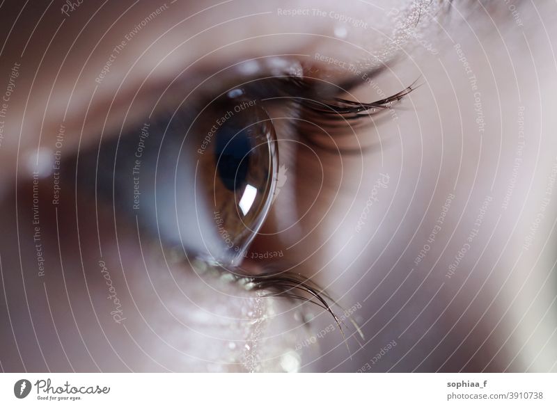 Seitenansicht des braunen Auges, offenes funkelndes Auge mit Blick nach vorne, Nahaufnahme abschließen nass Wimpern Ansicht in Erwartung sehen Fokus anschauend