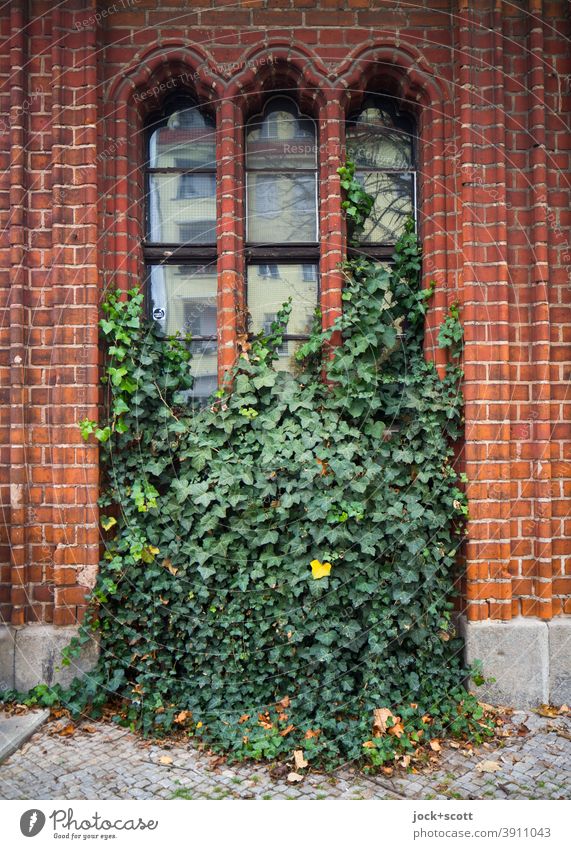 Efeu begrünt zum Teil eine stilvolle Fassade Dekoration & Verzierung dreigeteiltes Fenster Lisene Mauerblende begrenzt Wachstum Reflexion & Spiegelung