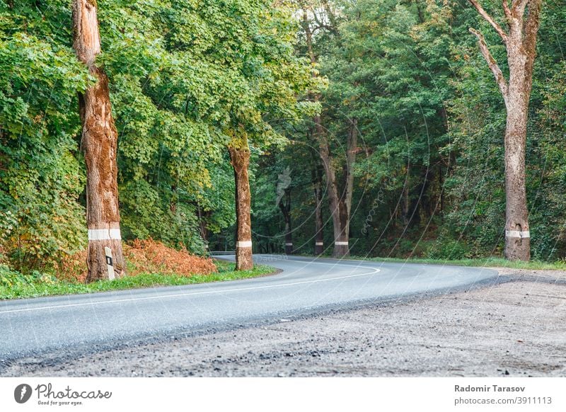 neue asphaltierte Straße im Wald Asphalt Ausflug Laufwerk Sommer reisen Land Autobahn Reise grün Natur im Freien Landschaft leer Ansicht Baum Weg Umwelt