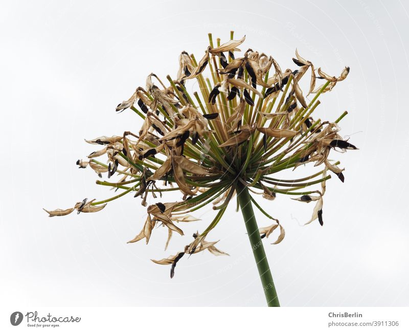 Abgeblühte Blütendolde kugelförmig weiß abgeblüht Doldenblüte Herbst Himmel Pflanze Natur Blume Nahaufnahme Menschenleer Außenaufnahme Farbfoto Doldenblütler