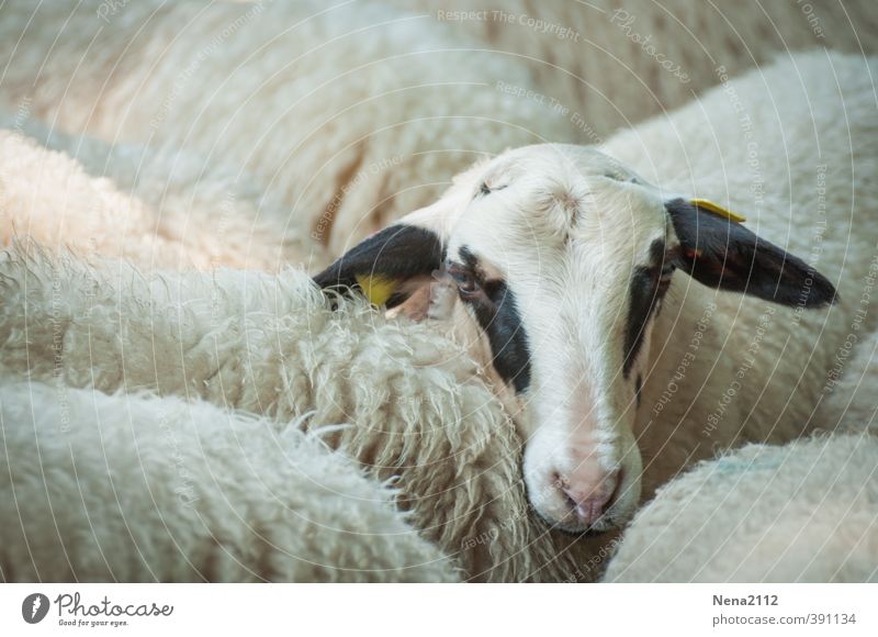 Tier | Feel alone? Tiergesicht 1 Tiergruppe Freude Platzangst Schaf Wolle Auge Herde Lamm Einsamkeit schwarz weiß Bauernhof Zoo Nutztier Farbfoto Außenaufnahme