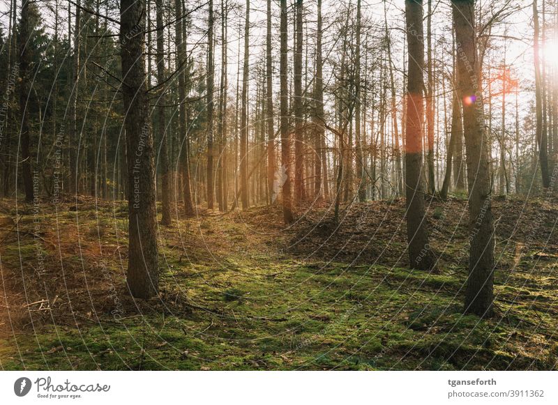 sonniger Nadelwald im Emsland Wald Nadelbaum Moosteppich Natur Außenaufnahme Baum Umwelt Landschaft Farbfoto Menschenleer grün Sonnenlicht Baumstamm schön ruhig