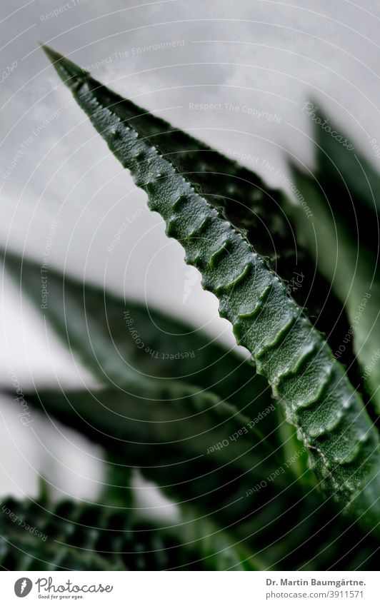 Warziges Blatt von Haworthia limifolia, einer Sukkulente aus Südafrika Rosettenpflanze Haworthiopsis Grasbaumgewächse grün dunkelgrün wasserspeichernd warzig