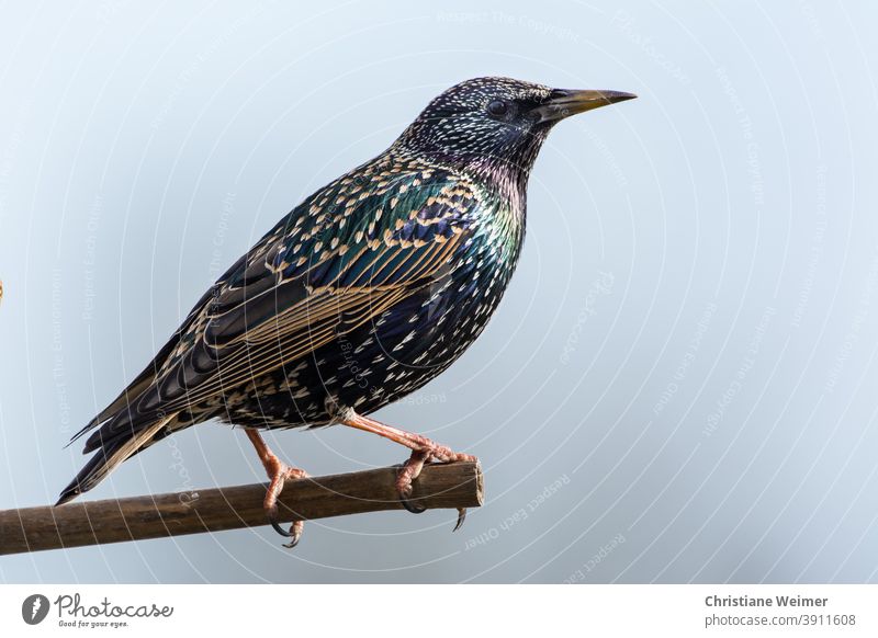 Star sitz auf Ast Vogel Singvogel Tier Tierwel Vogelbeobachtung Ornithologie Natur Tierwelt gefieder bunt schillern Prachtkleid Außenaufnahme Gefieder schwarz