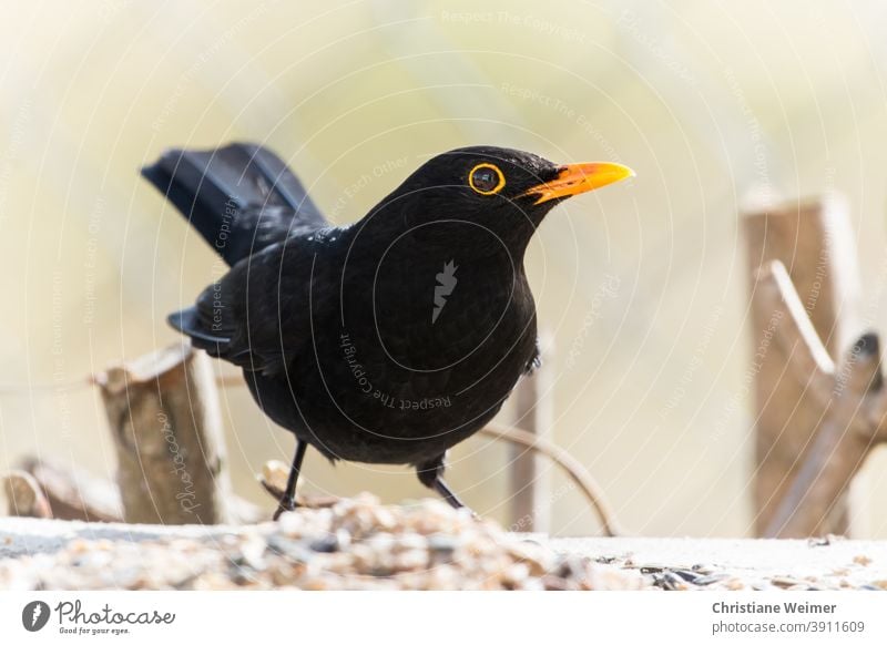 Amsel an Winterfütterung Außenaufnahme Vogel Singvögel Nahaufnahme kälte kalt Frosts schwarz gelb Tier Natur Menschenleer Farbfoto Tag Wildtier Tierporträt