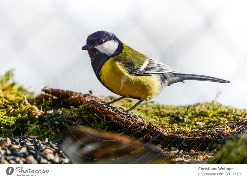 Kohlmeise Vogel Singvogel Tier Natur Außenaufnahme Moos Holz Gefieder gelb schwarz grün Meise Meisenvogel Winterfütterung Futter Hunger hungrig Jahreszeiten