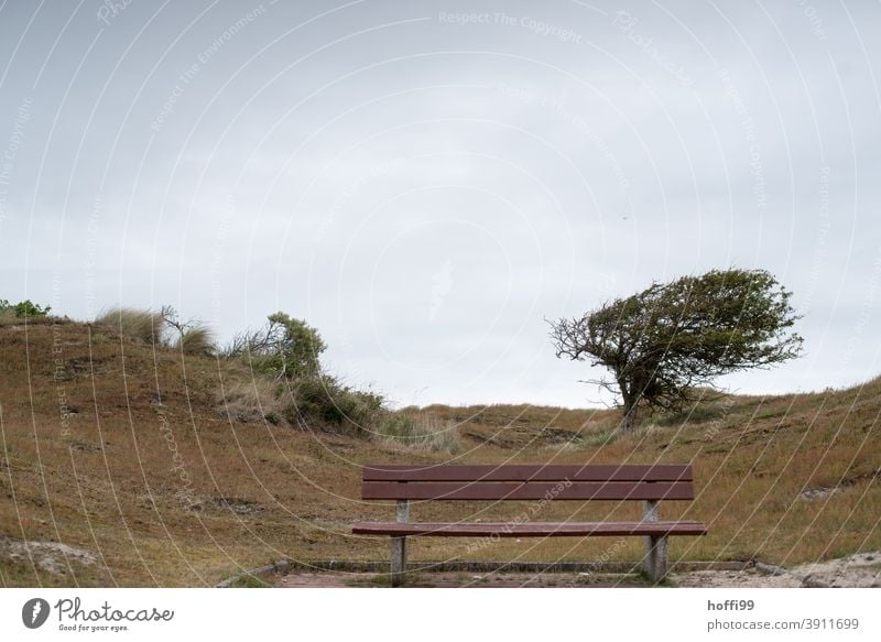 Bank mit Baum in Dühnenlandschaft Sitzbank Westwind Ginster Heidekrautgewächse schief windschief Wanderung Erholung Erholungsgebiet stürmisch Herbst Winter Park