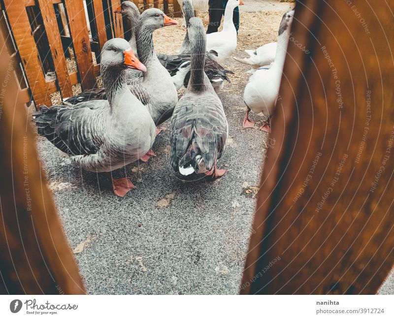 Viele Hausgänse in einer Farm Hausgans Gänse Vogel Bauernhof rustikal rostig ländlich altehrwürdig retro Vögel Leben viele Tier Tierwelt heimisch patio Hof grau