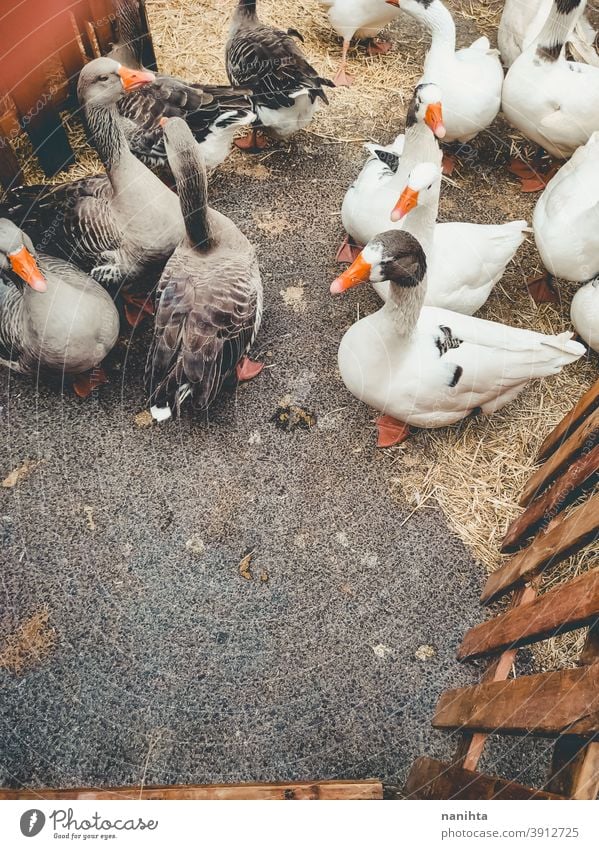 Viele Hausgänse in einer Farm Hausgans Gänse Vogel Bauernhof rustikal rostig ländlich altehrwürdig retro Vögel Leben viele Tier Tierwelt heimisch patio Hof grau