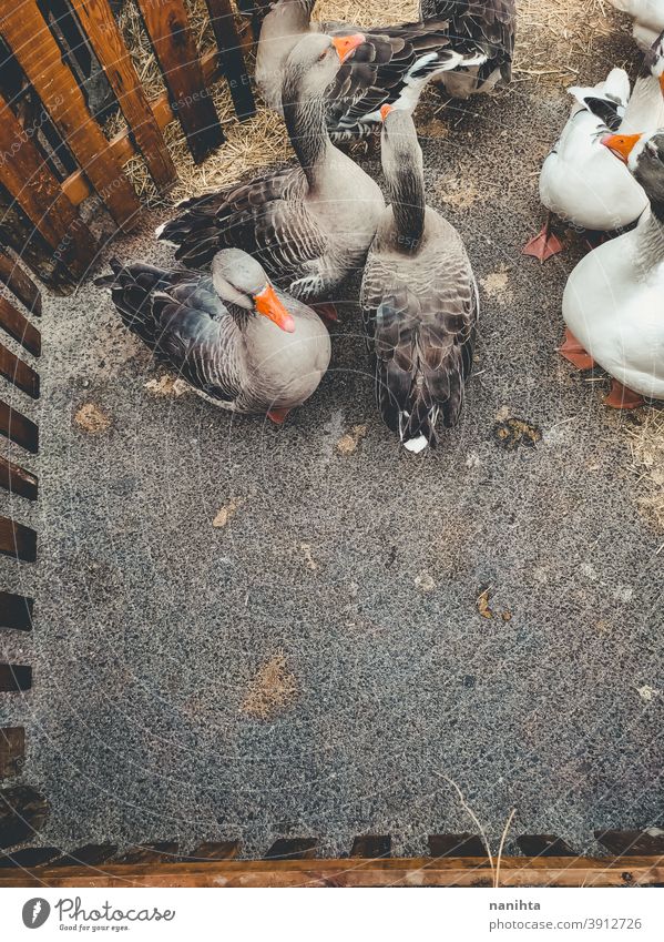 Viele Hausgänse in einer Farm Hausgans Gänse Vogel Bauernhof rustikal rostig ländlich altehrwürdig retro Vögel Leben viele Tier Tierwelt heimisch patio Hof grau