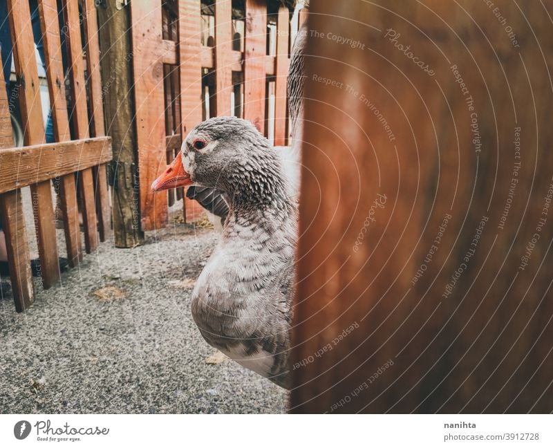 Viele Hausgänse in einer Farm Hausgans Gänse Vogel Bauernhof rustikal rostig ländlich altehrwürdig retro Vögel Leben viele Tier Tierwelt heimisch patio Hof grau