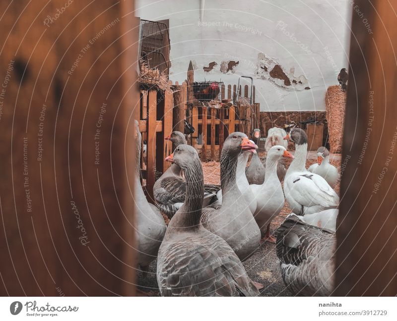 Viele Hausgänse in einer Farm Hausgans Gänse Vogel Bauernhof rustikal rostig ländlich altehrwürdig retro Vögel Leben viele Tier Tierwelt heimisch patio Hof grau