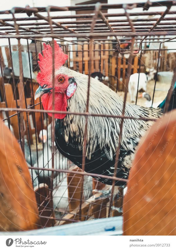 Hahn im Käfig eingesperrt Spiel Hahn Kampfhahn Tierausbeutung Gefängnis Schloss Missbrauch Vogel Trostlosigkeit Bauernhof Tierhaltung Fairness Landwirtschaft