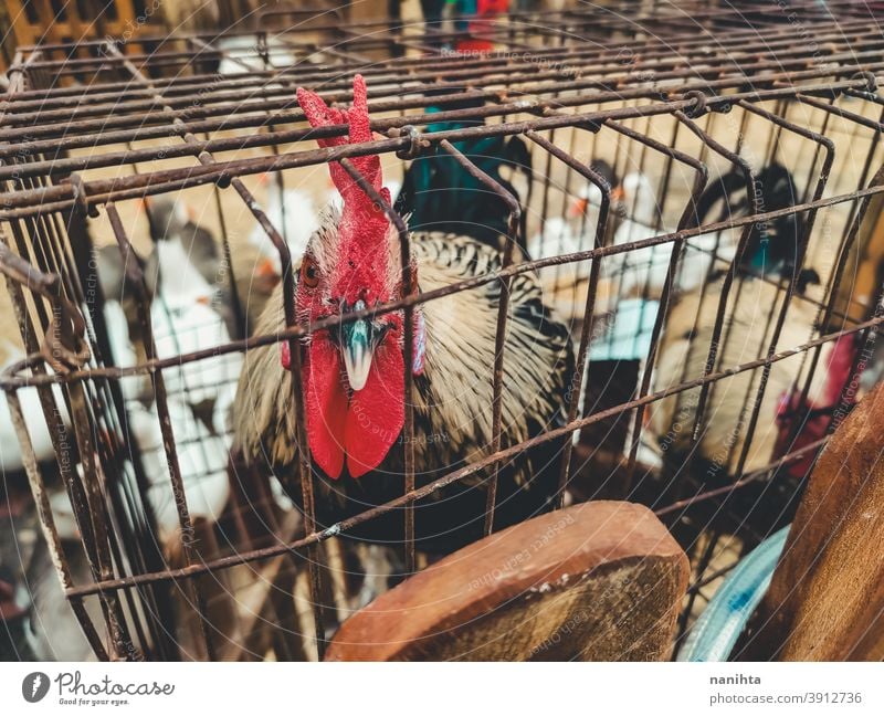 Hahn im Käfig eingesperrt Spiel Hahn Kampfhahn Tierausbeutung Gefängnis Schloss Missbrauch Vogel Trostlosigkeit Bauernhof Tierhaltung Fairness Landwirtschaft