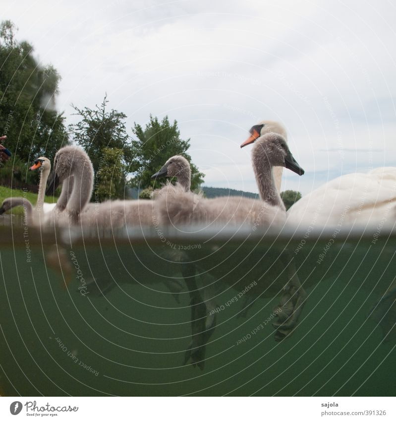 zwischenwelt wasser-luft Umwelt Natur Wasser Frühling Tier Wildtier Schwan Tierfuß Tiergruppe Tierpaar Tierjunges Tierfamilie Schwimmen & Baden warten