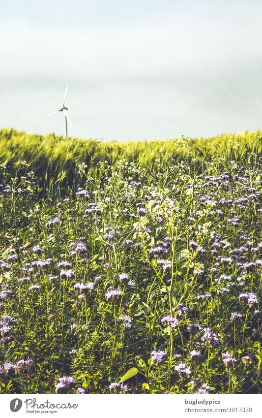 Erneuerbare Energie am Horizont Blumen Blumenwiese Wildblumen Wildblumenwiese Wildpflanze Natur Wiese Blüte Blühend Sommer Pflanze Wiesenblumen Umwelt Getreide