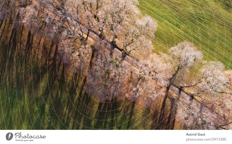 Luftaufnahme einer Allee in Deutschland im Dezember mit einer Drohne luftaufnahme landschaft allee weg kurfüstenallee marktoberdorf deutschland bayern allgäu