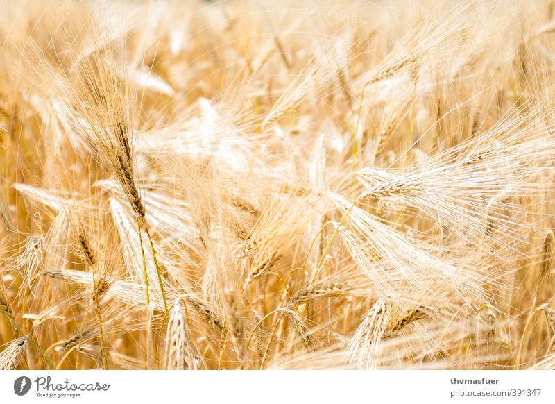 Sommer Ernährung Bioprodukte Vegetarische Ernährung Landwirtschaft Forstwirtschaft Pflanze Nutzpflanze Korn Kornfeld Feld leuchten natürlich Wärme gelb gold