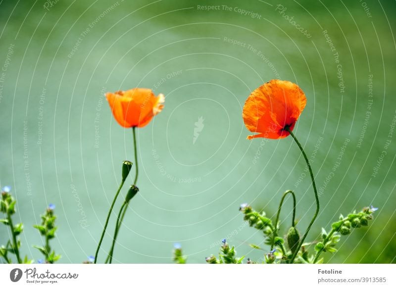 Erinnerung an den Sommer - oder 2 Mohnblumen wiegen sich leicht im Wind. Mohnblüte mohnblumen Natur rot Blume Blüte Pflanze Außenaufnahme Umwelt Farbfoto