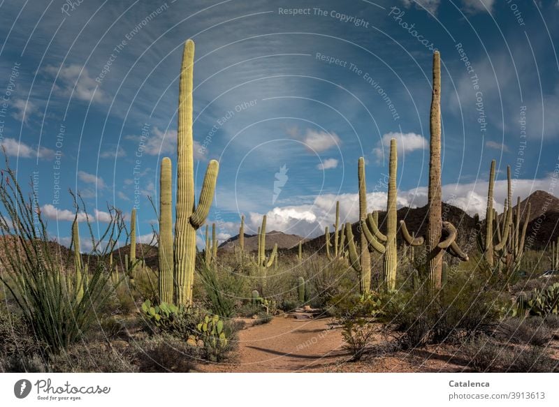 Landschaft mit Kakteen Arizona Tageslicht Grün Braun Blau Arid Reisen Ferne Wolken Himmel heiß Dürre trocken stachelig Dornen Büsche Pflanze Steine Sand Wüste