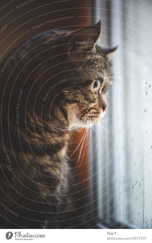 mein Kater beobachtet die Amsel auf dem Hof Katze Küche Fenster sehen Tier Haustier Hauskatze Tierporträt niedlich Fell Farbfoto Tiergesicht Blick Schnurrhaar