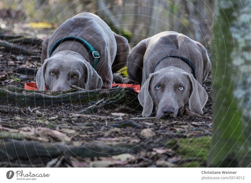 Weimaraner Jagdhunde flach am Boden liegend Vorstehhunde Hund Haustier Säugetier Arbeitshund Jagdgebrauchshund Freund Begleiter treu anhänglich arbeitsfreudig