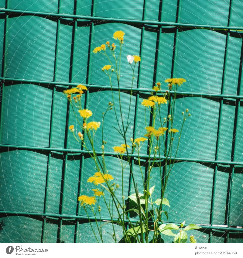 Leben im Grünen Blume Wiesenrand Zaun Bauzaun Sichtschutz Plane Wellblech Kunststoff grün Grenze gelb klein zierlich Pippau Unkraut Wiesenkraut Wiesenblume dünn