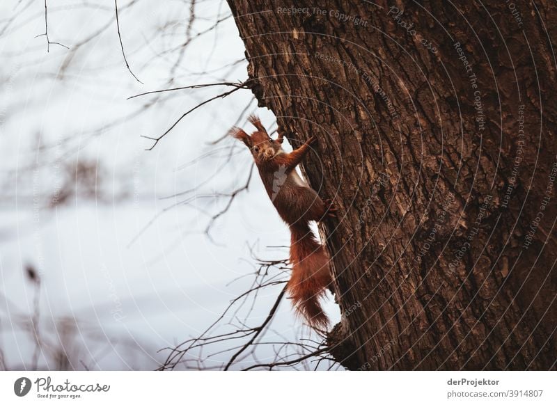 Eichhörnchen am Schlachtensee im Winter II Naturerlebnis Ferien & Urlaub & Reisen Lebensfreude Landschaft Tourismus Licht Kontrast Schatten Sonnenstrahlen