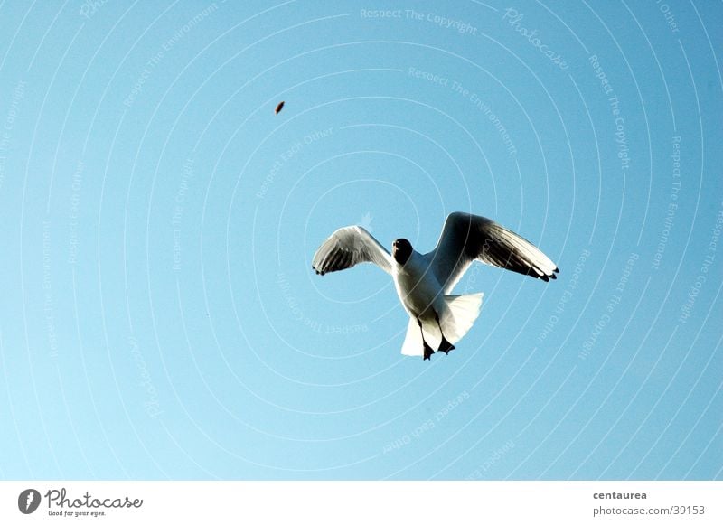 Möwe #1 füttern Meer Vogel schreien Nordsee