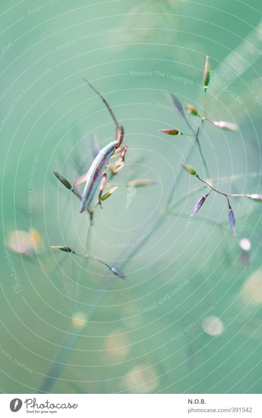 Zartfarbiges Sitzen Natur Pflanze Tier Sommer Wildtier Insekt 1 sitzen warten ästhetisch grün Leben Farbfoto Außenaufnahme Nahaufnahme Makroaufnahme