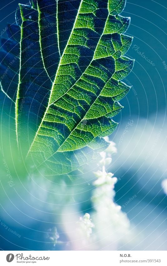 Blüh! Brennessel, blüh! Pflanze Sommer Blatt Blüte Grünpflanze Wildpflanze Blühend ästhetisch blau grün weiß Leben Natur Farbfoto Außenaufnahme Nahaufnahme