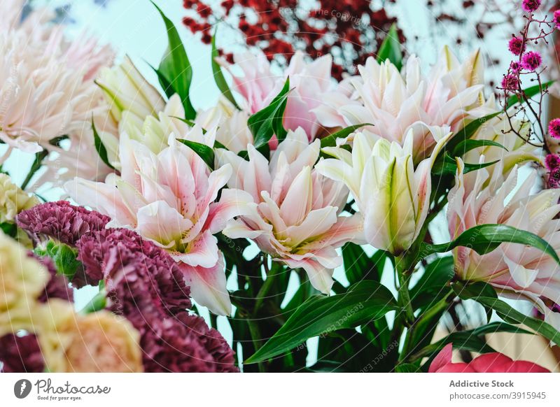 Verschiedene Pflanzen und Blumen im hellen Blumenladen geblümt Werkstatt sortiert verschiedene Salon Laden verkaufen farbenfroh Flora Blütezeit Blumenstrauß