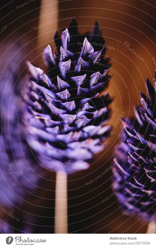 Blühende lila Gomphrena Blumen im Garten purpur Blütezeit Zapfen Flora gomphrena Natur Pflanze lebhaft Botanik hell violett frisch geblümt Blütenblatt Form