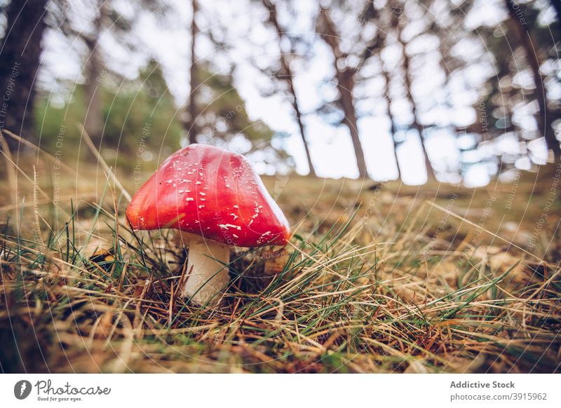 Fliegenpilz wächst im Wald Pilz wachsen Gift Herbst Wälder Saison fallen trocknen Gras tagsüber Natur vegetieren Flora Waldgebiet natürlich Botanik Wachstum