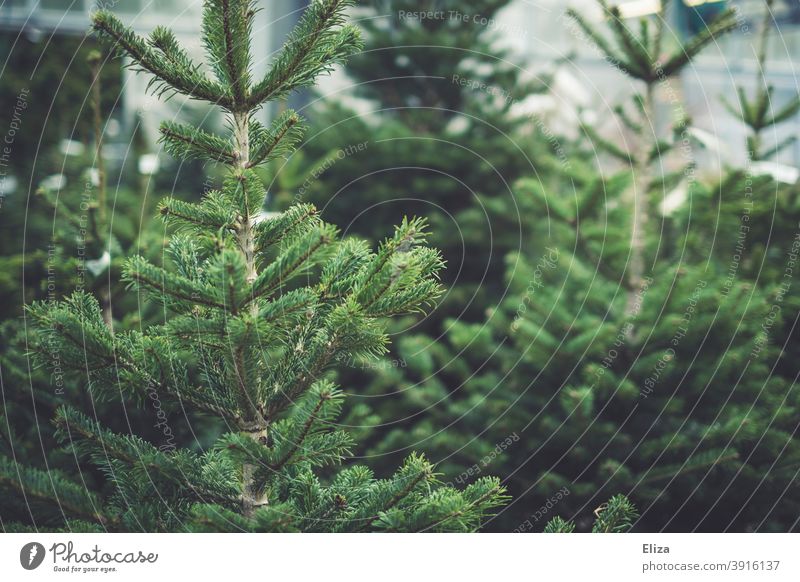 Tannenbäume tannenbäume Tannenbaum Nordmanntanne kaufen Weihnachtsbaumverkauf Tradition grün Nadelbaum Bäume Natur