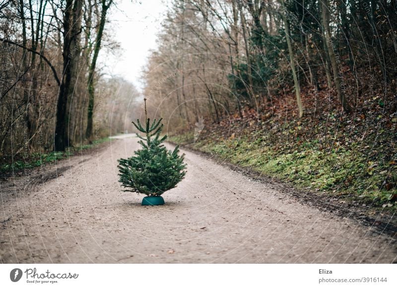 Tannenbaum auf Waldweg tannenbäume Nordmanntanne kaufen Weihnachtsbaumverkauf Tannenbäume Tradition grün Nadelbaum Bäume Natur Weihnachten draußen einsam