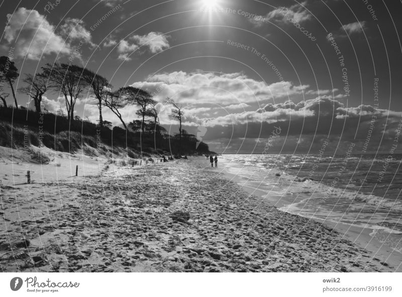 Strandtag Darß Weststrand Bäume Windflüchter Sand Küste Ostsee Steilküste Himmel Landschaft groß Wolken Natur Baum Umwelt Außenaufnahme Pflanze Gras Stranddüne