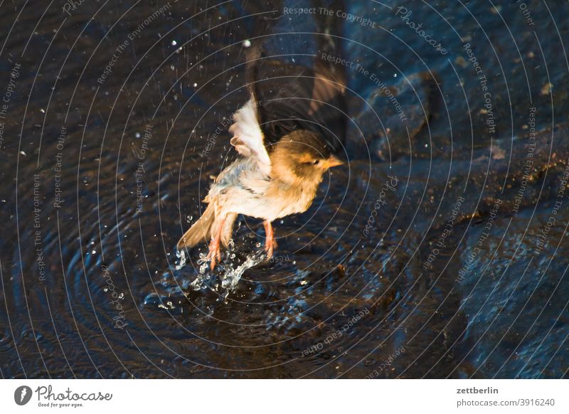 Badender Spatz berlin fliegen gewässer havel see spatz tegel tegeler hafen tegeler see ufer umland vogel wasser sperling spritzen start losfliegen hausspatz