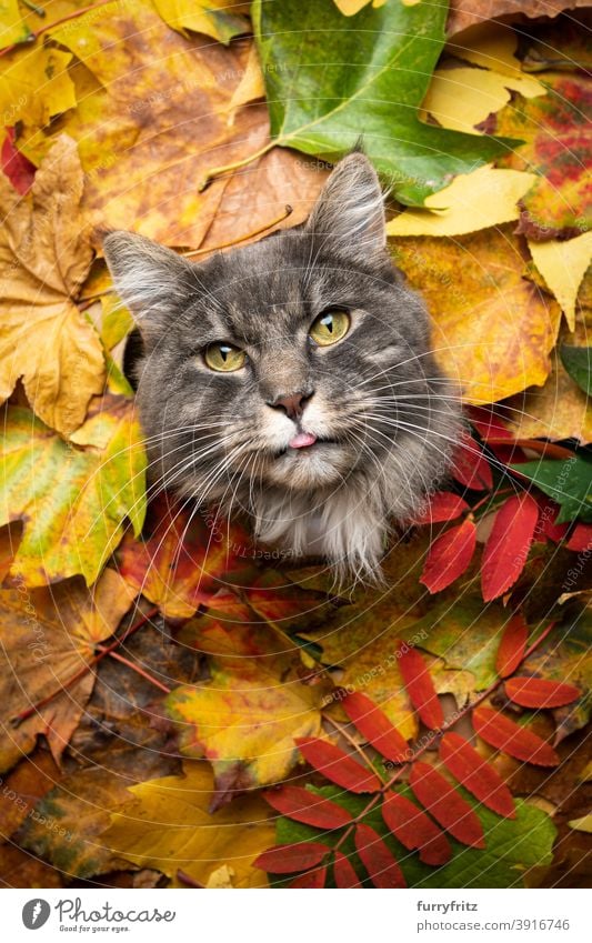 blau getigerte Katze umgeben von bunten Herbstblättern Porträt mit Kopie Raum maine coon katze Langhaarige Katze Ein Tier niedlich bezaubernd schön fluffig Fell