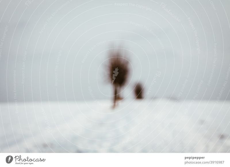 Winterlandschaft Schnee Baum kalt Eis Frost Raureif weiß Natur Himmel blau Außenaufnahme gefroren Kristallstrukturen Menschenleer frieren Schneebedeckt Feld