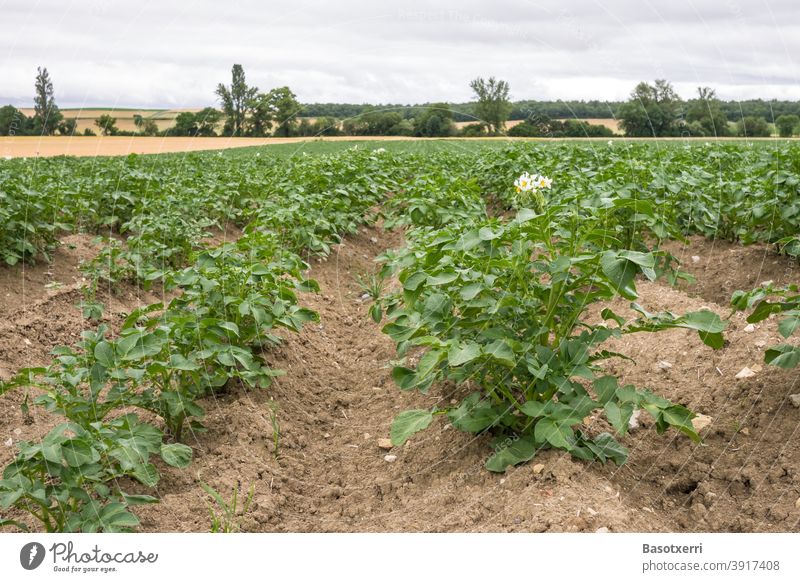 Blühende Kartoffelpflanze auf einem Acker in der Provinz Álava, Baskenland, Spanien alava álava baskenland spanien kartoffel feld ernährung bio gesund niemand