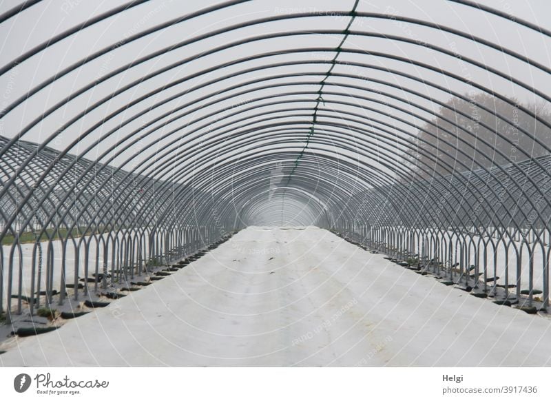 Metallgestänge als Vorbereitung für einen Folientunnel im Erdbeeranbau, der Boden ist mit weißer Folie bedeckt Metallstangen gebogen Tunnel Landwirtschaft