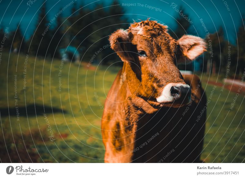 Kuh Berge Natur Tiere Draußen Outdoor animal cow Außenaufnahme Farbfoto Landschaft Berge u. Gebirge Wiese Weide Ferien & Urlaub & Reisen Nutztier Rind Sommer