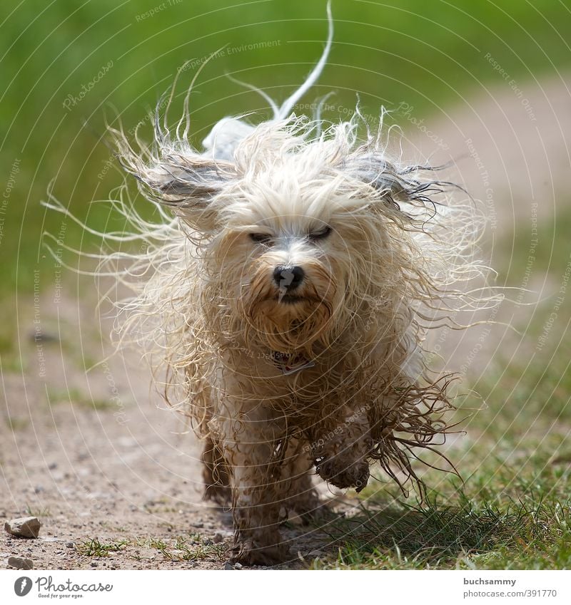 Struwwelpeter Haare & Frisuren Friseur Wiese Wege & Pfade langhaarig Haustier Hund Fell 1 Tier rennen dreckig klein nass Geschwindigkeit grün weiß Leidenschaft