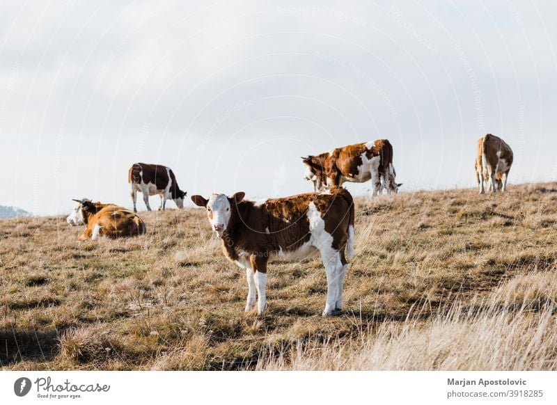 Gruppe von Kühen auf dem Feld im Herbst Ackerbau Tier Tiere Rindfleisch züchten braun Wade Land Landschaft Kuh Molkerei Tag heimisch Essen Europa fallen